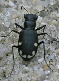 Festive Tiger Beetle